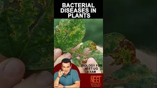 Types of Bacterial Disease in Plants | Biological classification | class 12 Biology for NEET | #neet