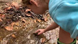 Fossil Shells from the Creek