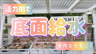 活力剤を使って底面給水！