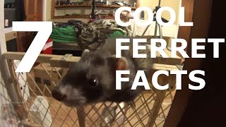 7 Cool Ferret Facts