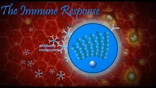 The immune response