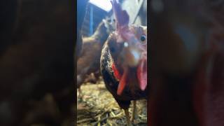 Chicken attacks iPhone