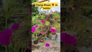 China Roses In Plastic Bottle #chinarose #youtubeshorts #garden #rose #plants #flowers #decoration