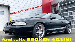 My CHEAP SVT Cobra is back! And it’s already BROKEN