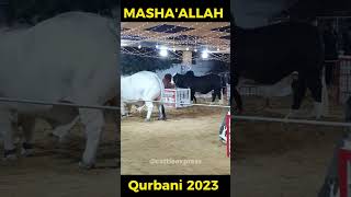 D Cattle ka Shouq ❤️‍🔥 | Bakra Eid 2023 | Karachi Cow Mandi #Shorts #bakraeid2023 #heavybulls