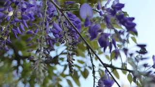 Purple flowers relaxation