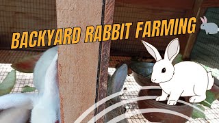 Rabbit 🐇🐰 farming in Ghana (Backyard)