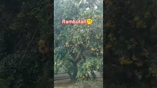 Panen buah rambutan @Asal_Asalan_Video #funny #rambutan