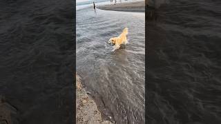 Golden retriever dog in the middle of river 😅