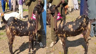 Bakra Mandi tando adam update (سندھ کی سب سے بڑی بکرا منڈی)