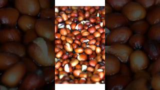 Seed Sprouting Time Lapse 4k #sprouts #seeds #timelapse #shorts