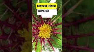 Blessed Thistle Health Benefits Medicinal Herb Plant #blessedthistle #medicinalplants #holistic