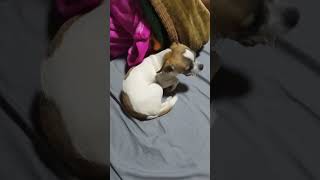 ❤️🤣🤣perrita Chihuahua se esconde debajo de las cobijas 😂🤣❤️