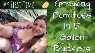 Growing Potatoes in 5 Gallon Buckets