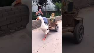 Duck ki sawari. #shorts #funny #trending