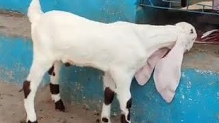 aj ki dehradun ki bkra Mandi ki new video.....