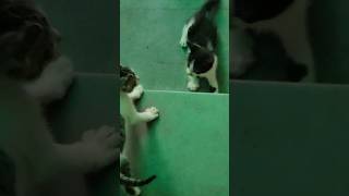 Playful #kittty #kitten #cat #catlover #cutecat #shortsvideo