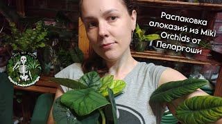 Распаковка алоказий из Тайваня (Miki Orchids) от Пеларгоши