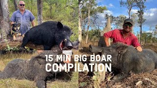 Wild Boar Fever 15 minute Compilation