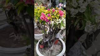 My Multi Colored bougainvillea starting to bloom #garden #bougainvillea #flowers #shorts  #grafting