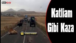 Katliam Gibi Kaza, 18 Büyükbaş Hayvan Telef Oldu #kars #kaza #haber