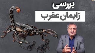 بررسی زایمان عقرب Studying the birth-giving of scorpions