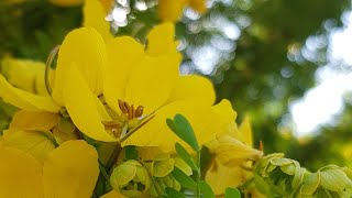 Beautiful Landscape | Kakunagodalla Estate | Sri Lanka