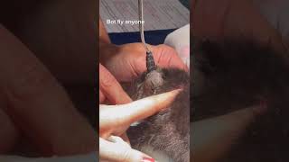 Helpless Kitten Gets Botfly Removed From Its Body #tiktok #shorts #botflyremoval #kitten #cuterebra