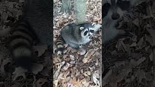 Big Corn raccoon!  #realfur #trapper #raccoontrapping #pennsylvania