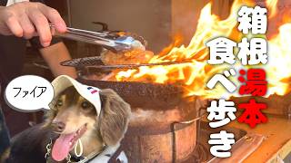 【犬連れ旅行神奈川箱根観光】箱根湯本で美味いもん探し🐶🐶🐾一泊二日わんこ旅3/3 旅するペットショップの売れ残りと元保護犬