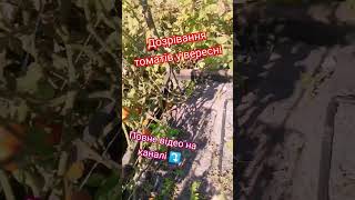 Вітаю ПІДПИШИСЬ SUBSCRIBE #gardenplants#gardeningtips#gardeningideas#trend#farming#plantingtomatoes