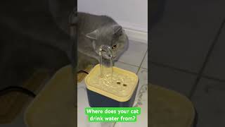 Does your cat likes to drink water from water fountain or normal bowl? #britishshorthair