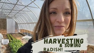 Succession Sowing RADISH | VLOG