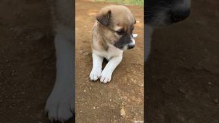 Street Dog Feeds Her Cute puppies #shorts