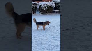 A German Shepherd puppies first experience of snow! ❄️⛄️