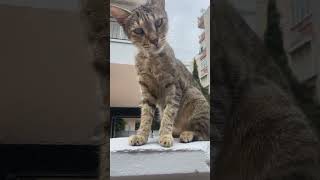 #entatlıkediler #kedivideolarıizle #catlover #catvideos #komikkedivideoları #kedivideolarıizle