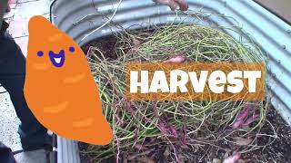 My not so great sweet potato harvest.Reasons why. #sweetpotatoes #gardening #gardeningtips