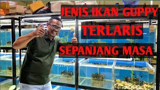 Review ikan Guppy jenis Metal - Ada yang sudah 4 tahun tanpa Down Greade