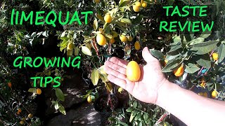 Limequat Growing Tips and Taste Review