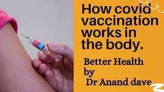 How covid vaccine works in the body.