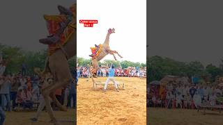 Camel🐫dance #nishudaswal #tranding #reels #sidhumoosewala #viral #youtube #youtubeshorts #instagram