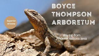 Boyce Thompson Arboretum October, 2021 (Superior, AZ)