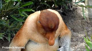 Proboscis Monkey | Monkey Proboscis