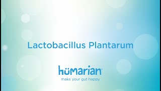 Lactobacillus Plantarum