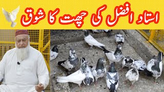 beautiful and famous pigeon loft | Kabootar Bazi ka shoq Ustad Afzal papu | Kabutar Tv,