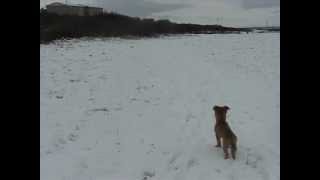 Nov. 13, 2010 - Baby Lola Running on Tundra