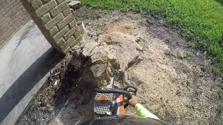 Stump grinding w/a STIHL MS250 and a small 13hp HONDA stump grinder 1 I How to I Houston , Texas