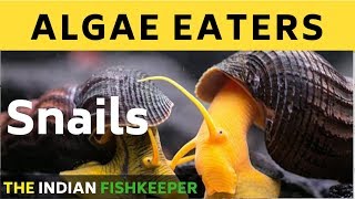 Best Algae Eating Snails With Price