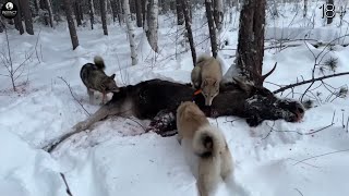 ЗВЕРИ ПАДАЮТ БЫСТРО! ОХОТА на МЕДВЕДЯ и ЛОСЯ с СОБАКАМИ.