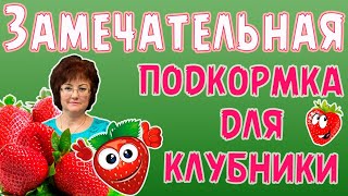 Замечательная подкормка для клубники